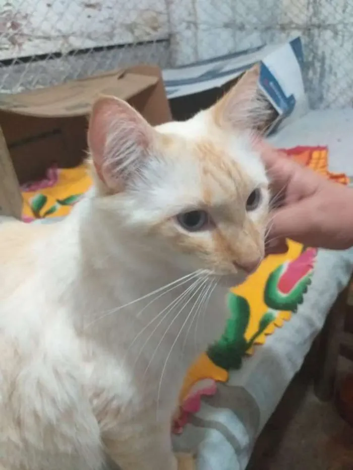 Gato ra a Indefinida idade 1 ano nome Marlon