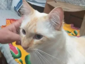 Gato raça Indefinida idade 1 ano nome Marlon