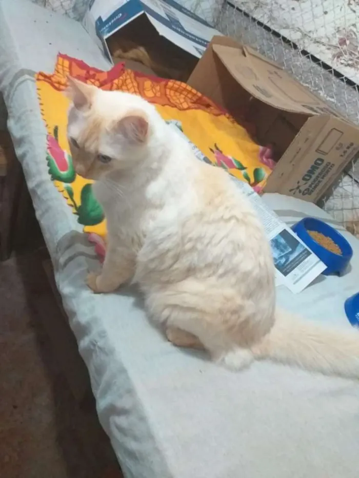 Gato ra a Indefinida idade 1 ano nome Marlon