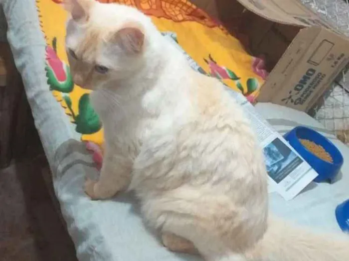 Gato ra a Indefinida idade 1 ano nome Marlon
