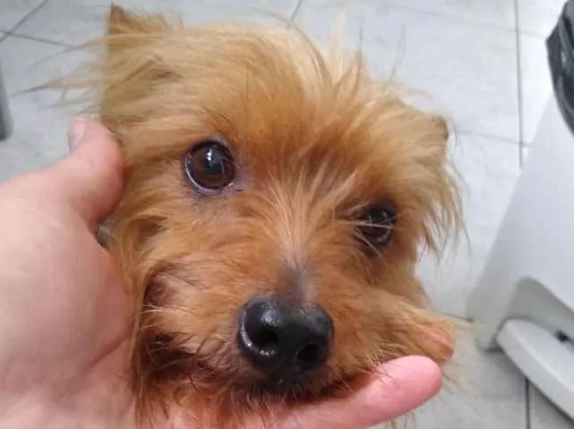Cachorro ra a Yorkshire idade 4 anos nome Não sei 