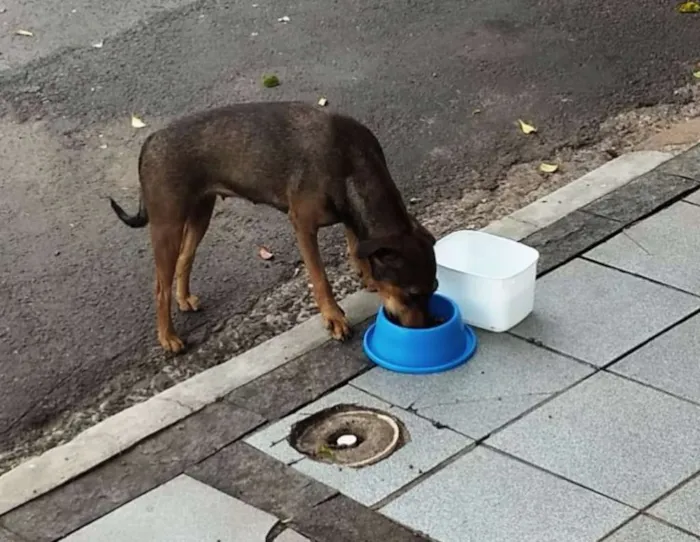 Cachorro ra a Srd idade 2 anos nome Sem nome