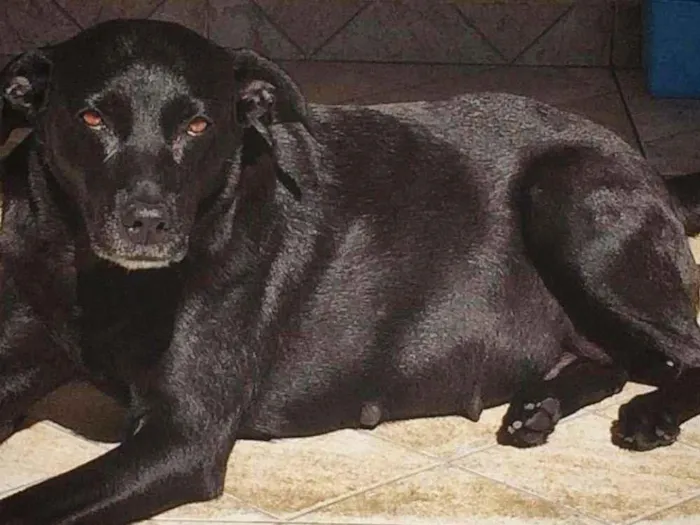 Cachorro raça SRD idade 2 anos nome Pandora