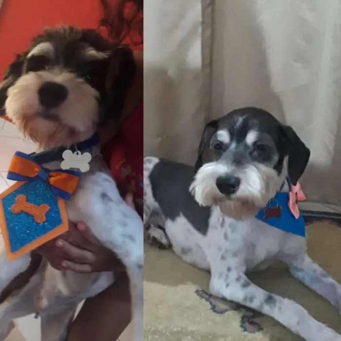 Cachorro ra a Poodle idade 2 anos nome Marley