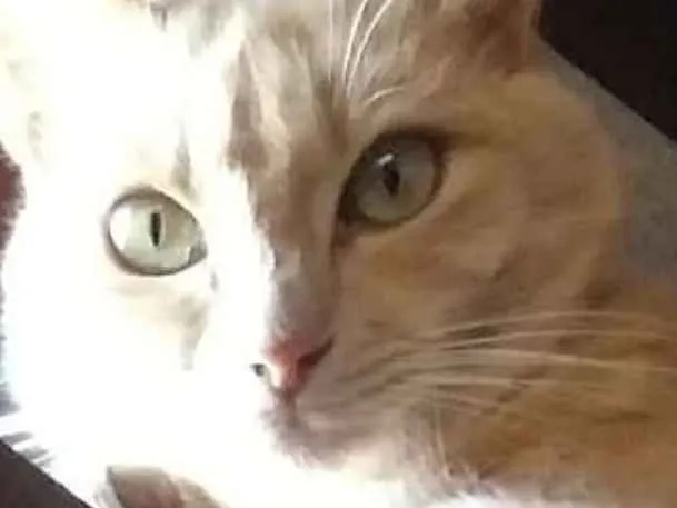 Gato ra a Mestiço a Angora idade 1 ano nome Mel