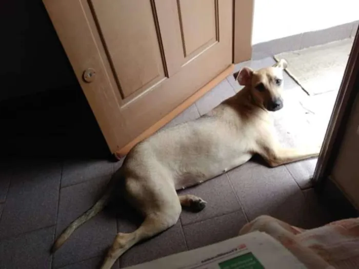 Cachorro ra a sem raça definida idade 1 ano nome Suzy