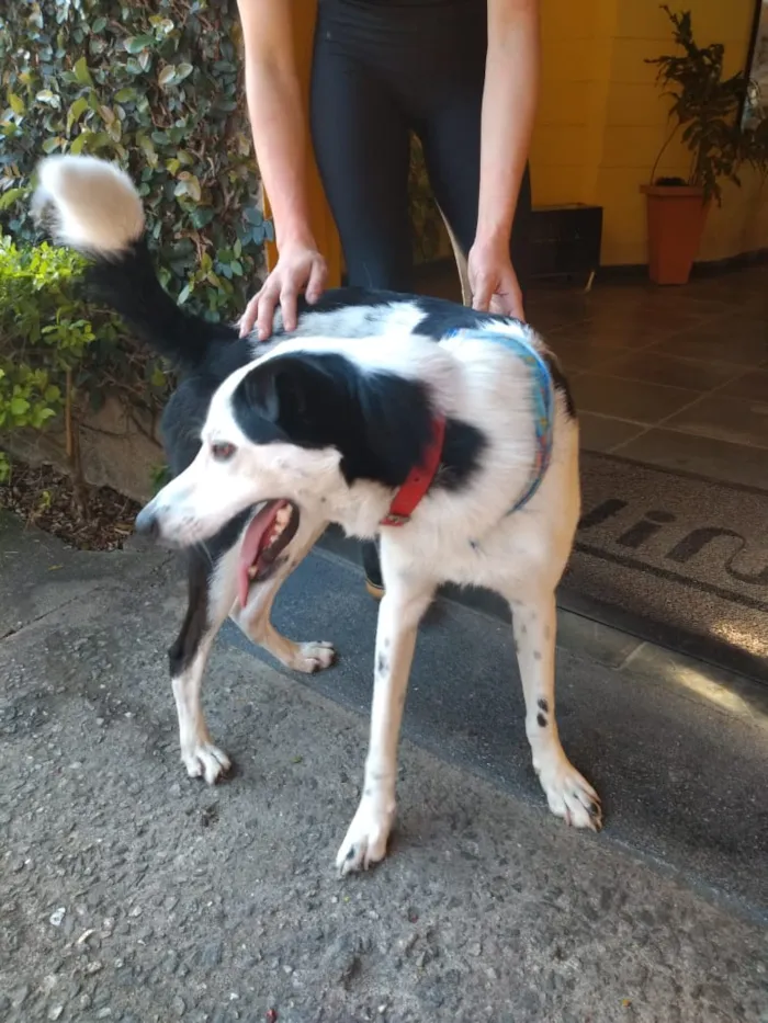 Cachorro ra a indefinida idade 7 a 11 meses nome nao sei