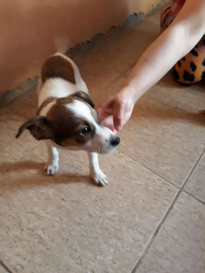 Cachorro ra a SEM RAÇA DEFINIDA idade 2 a 6 meses nome Marley