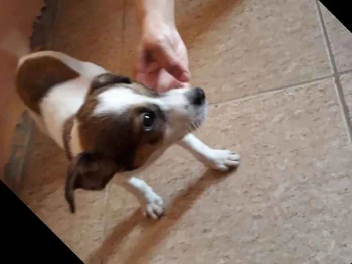 Cachorro ra a SEM RAÇA DEFINIDA idade 2 a 6 meses nome Marley