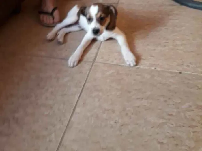 Cachorro ra a SEM RAÇA DEFINIDA idade 2 a 6 meses nome Marley