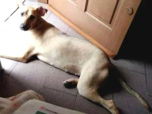 Cachorro raça sem raça definida idade 1 ano nome Suzy