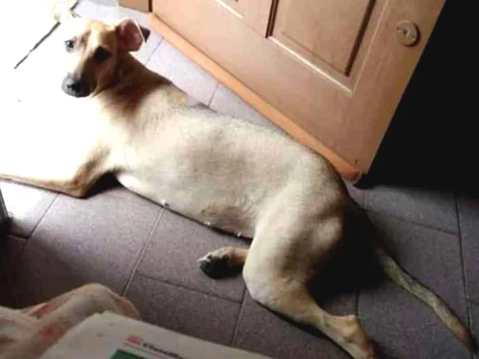 Cachorro ra a sem raça definida idade 1 ano nome Suzy