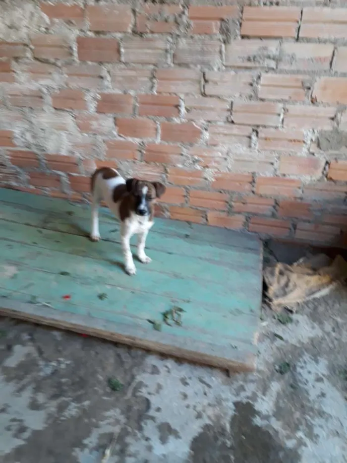Cachorro ra a Indefinida  idade  nome Pluta 