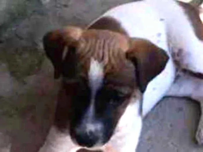 Cachorro ra a Indefinida  idade  nome Pluta 