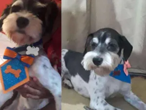Cachorro raça Poodle idade 2 anos nome Marley