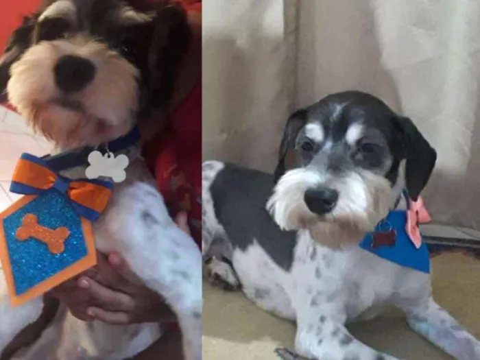 Cachorro ra a Poodle idade 2 anos nome Marley