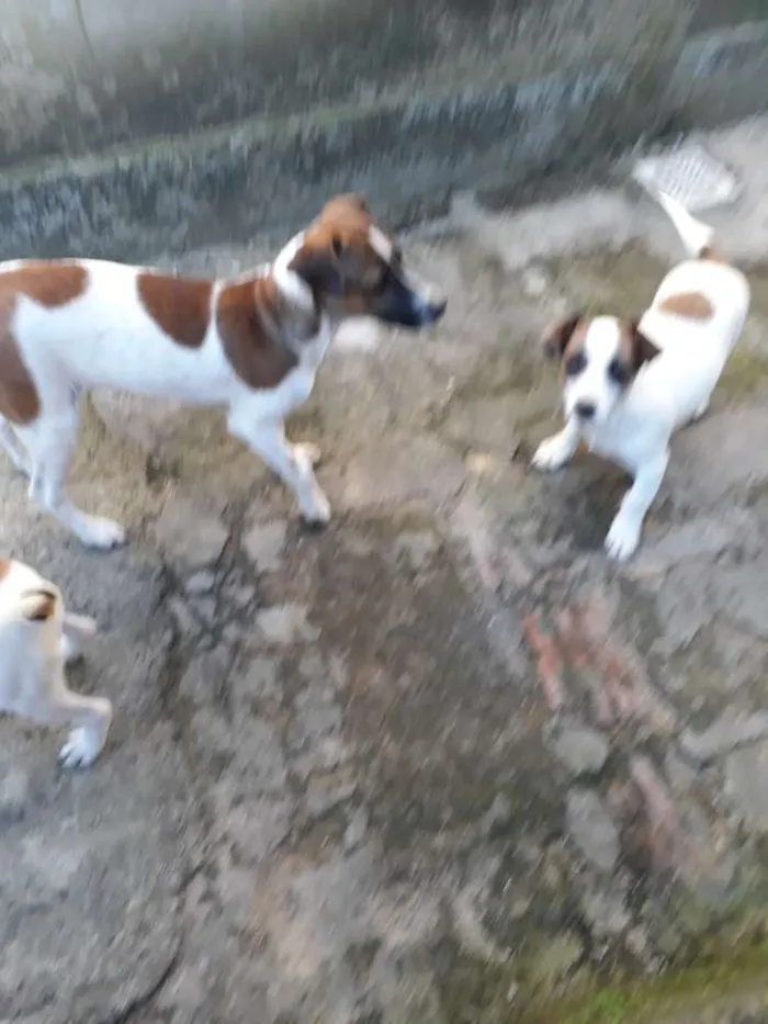 Cachorro ra a Indefinida  idade  nome Pluta 