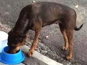 Cachorro raça Srd idade 2 anos nome Sem nome