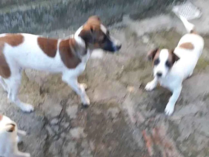 Cachorro ra a Indefinida  idade  nome Pluta 