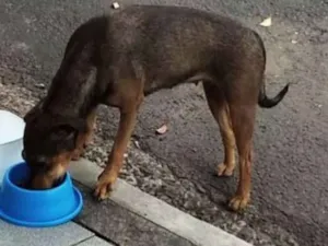 Cachorro raça Srd idade 2 anos nome Sem nome