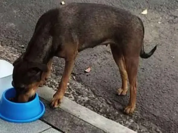 Cachorro ra a Srd idade 2 anos nome Sem nome