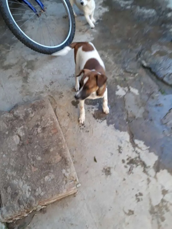 Cachorro ra a Indefinida  idade  nome Pluta 