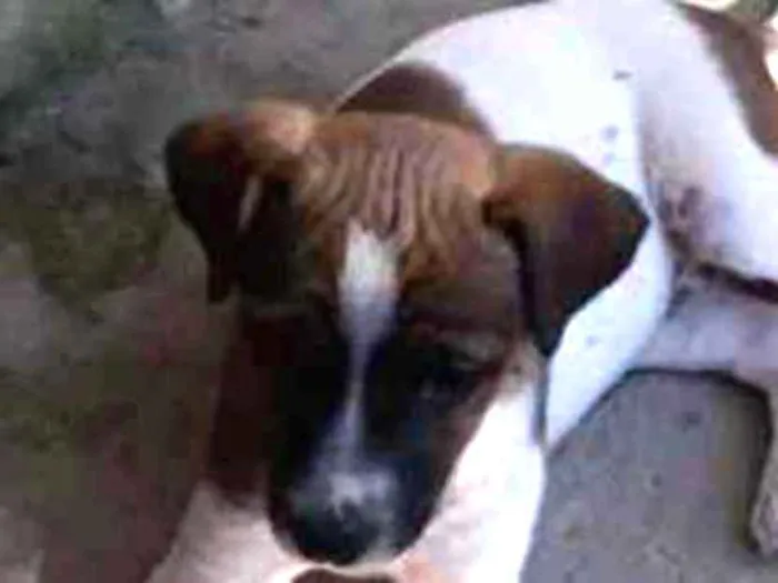 Cachorro ra a Indefinida  idade  nome Pluta 