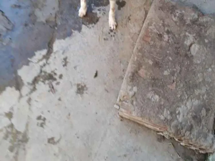 Cachorro ra a Indefinida  idade  nome Pluta 