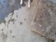 Pluta