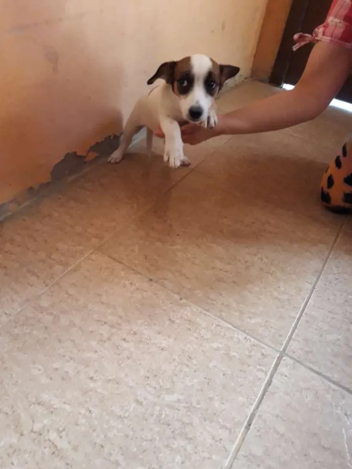 Cachorro ra a Indefinida idade  nome Charlie 