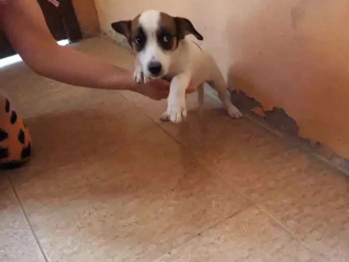 Cachorro ra a Indefinida idade  nome Charlie 