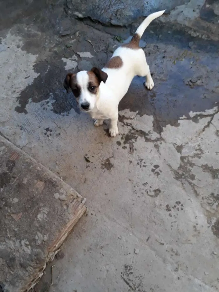 Cachorro ra a Indefinida idade  nome Charlie 