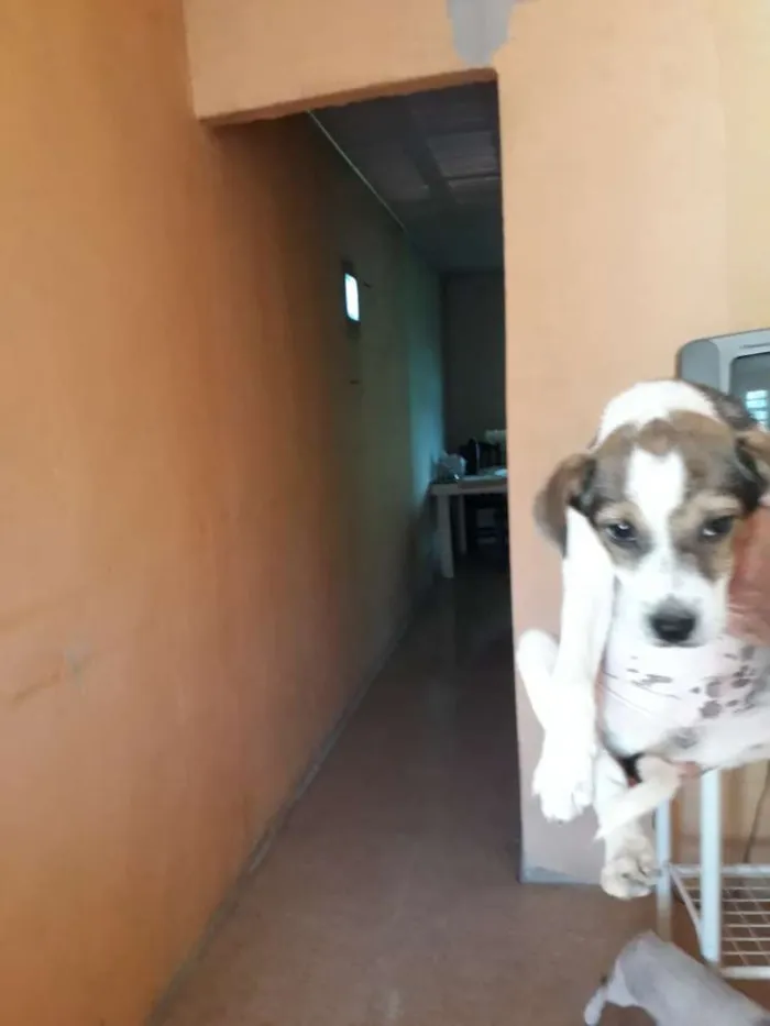 Cachorro ra a SEM RAÇA DEFINIDA idade 2 a 6 meses nome Marley