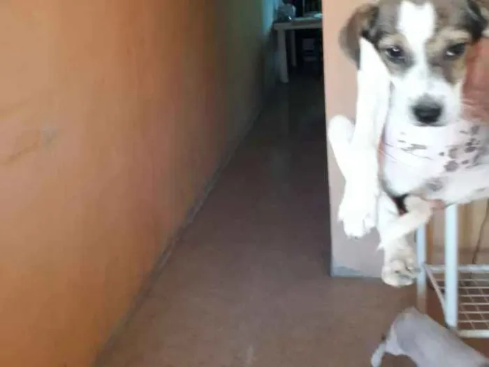 Cachorro ra a SEM RAÇA DEFINIDA idade 2 a 6 meses nome Marley
