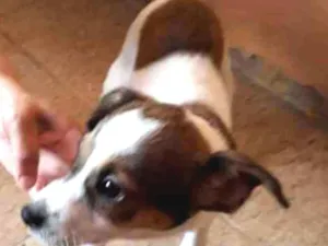 Cachorro raça SEM RAÇA DEFINIDA idade 2 a 6 meses nome Marley