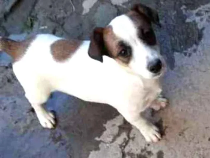 Cachorro ra a Indefinida idade  nome Charlie 