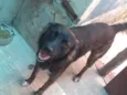 Malhado