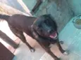 Malhado