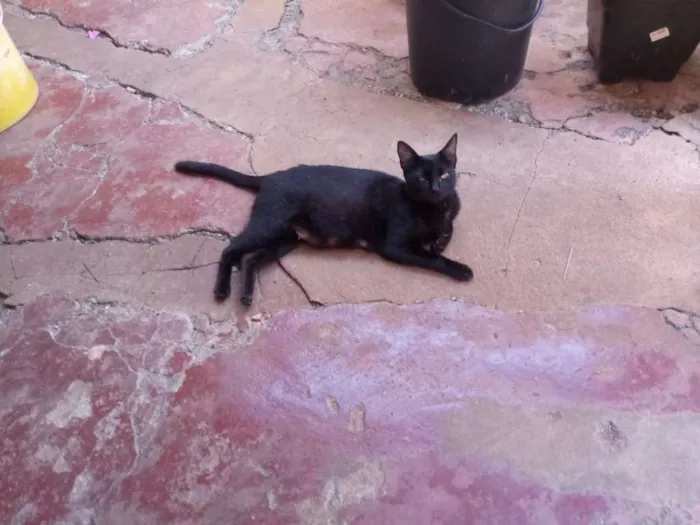 Gato ra a Srd idade Abaixo de 2 meses nome Não tem