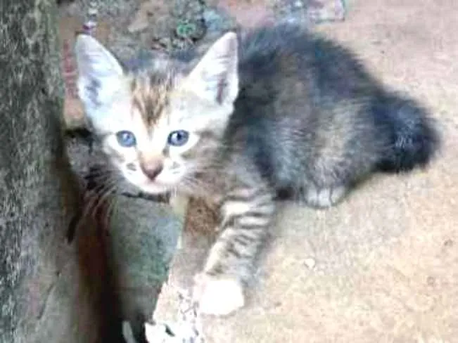 Gato ra a Srd idade Abaixo de 2 meses nome Não tem