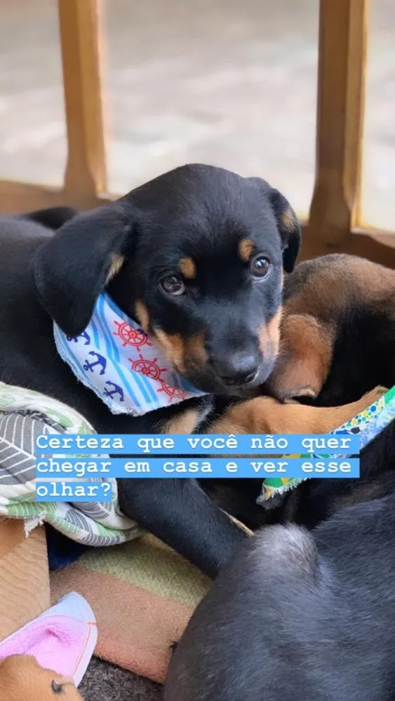 Cachorro ra a Srd idade 2 a 6 meses nome Toddy 