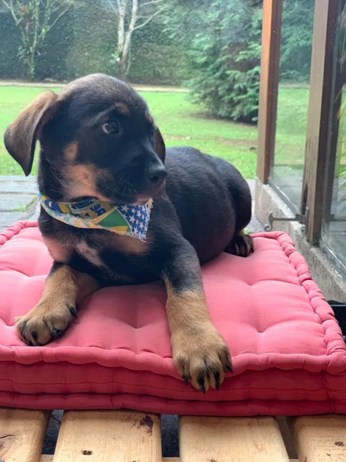 Cachorro ra a Srd idade 2 a 6 meses nome Bolt 
