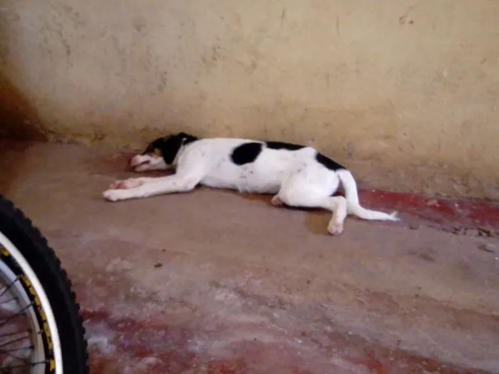 Cachorro raça Misturado idade 2 a 6 meses nome Apolo