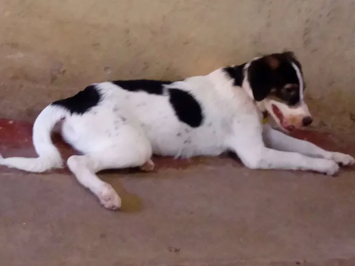 Cachorro raça Misturado idade 2 a 6 meses nome Apolo