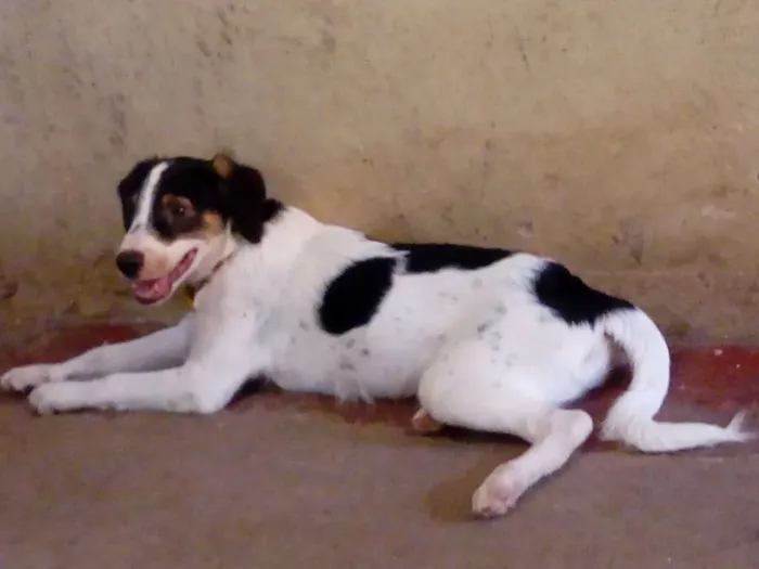 Cachorro raça Misturado idade 2 a 6 meses nome Apolo