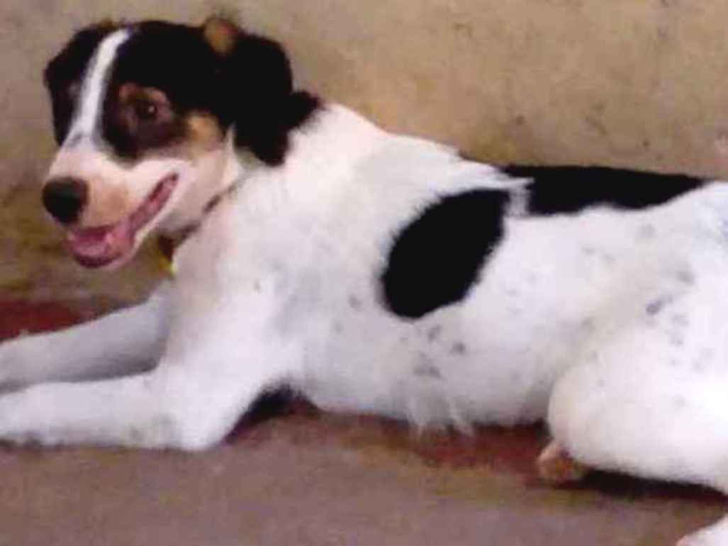 Cachorro raça Misturado idade 2 a 6 meses nome Apolo