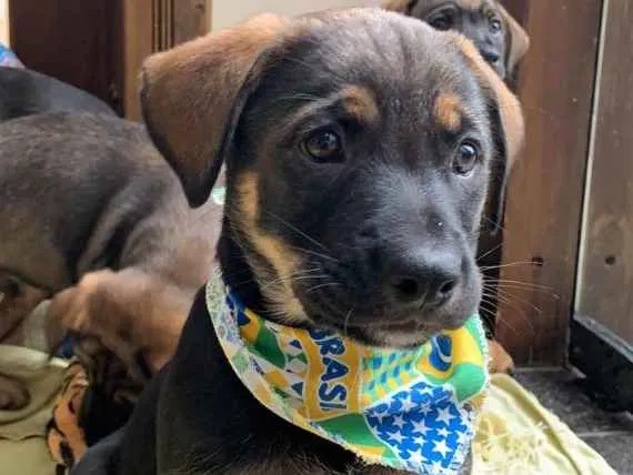 Cachorro ra a Srd idade 2 a 6 meses nome Bolt 
