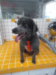 Poodle
