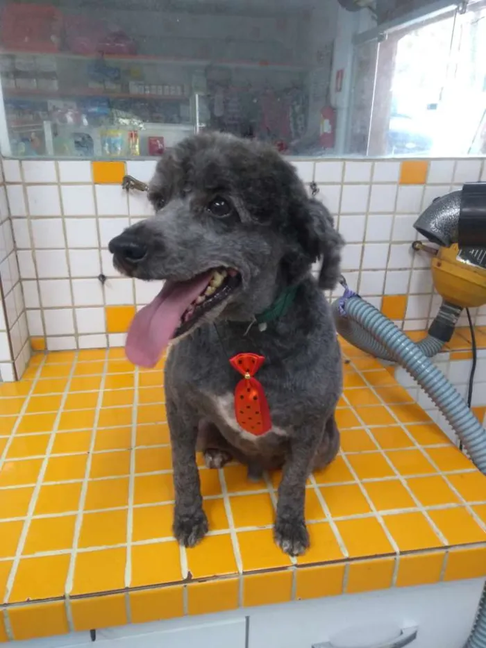 Cachorro raça Poodle idade 3 anos nome Poodle
