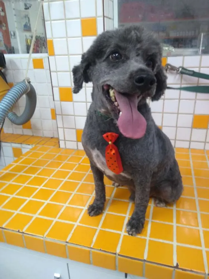Cachorro raça Poodle idade 3 anos nome Poodle